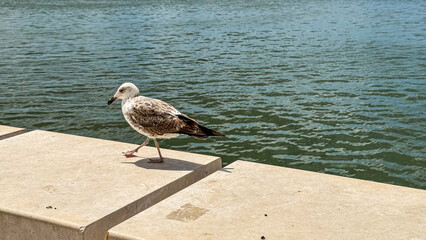Seagull promenades on sunlit pier, contemplating ocean mysteries, evoking coastal folklore,...