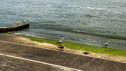 Seagulls perched on mossy steps, whispering secrets of coastal folklore, amidst rhythmic waves;...
