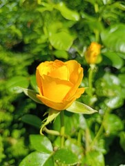 Beautiful plants and flowers grow in a green garden