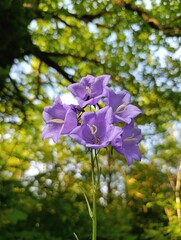 Beautiful plants and flowers grow in a green garden