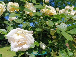 Beautiful plants and flowers grow in a green garden
