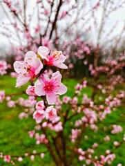 pink peach blossom in the garden