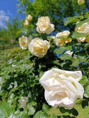 Beautiful plants and flowers grow in a green garden