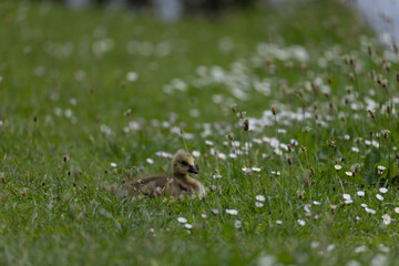 A fluffy gosling rests on green grass surrounded by daisy flowers in a serene meadow setting.