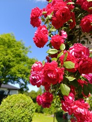Beautiful plants and flowers grow in a green garden