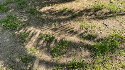 Shadowy picket fence mirage dances on earthy canvas, evoking Groundhog Day mysteries, and whimsical...