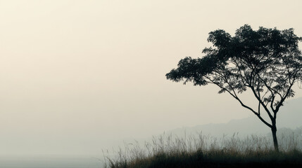 Obraz premium silhouette of single tree slightly shifted to right surrounded by soft fog