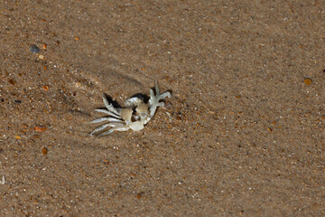 Close up of a cracked crab shell lying on its back on the sand. The empty shell shows a central hole where the crab was broken, leaving only the exoskeleton. Natural textures and beach environment