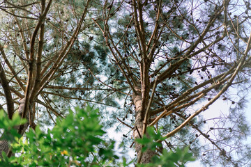 tree branches in the forest