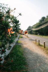 Summer flowers on a tree in Biarritz