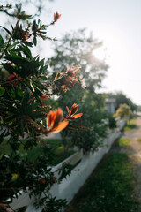 Summer flowers on a tree in Biarritz