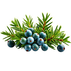 A cluster of dark blue juniper berries attached to green needle-like leaves, showcasing their natural texture and vibrant colors.
