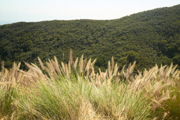 Mountain Valley Overlook with Grassy Foreground and Distant Hills
