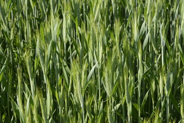 Triticale,  Wintertriticale,  Secale xTriticum