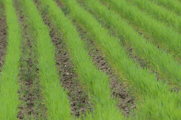 Triticale, Dammkultur