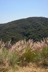 Fototapeta premium Mountain Valley Overlook with Grassy Foreground and Distant Hills 