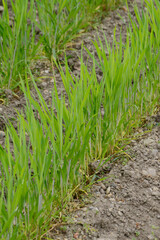 Triticale, Dammkultur