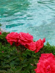 Bouquet of red coral roses against the background of soft blue waters, atmosphere of freshness, romance and summer mood. Ideal for packaging design, background for the sp cosmetics website, nature.

