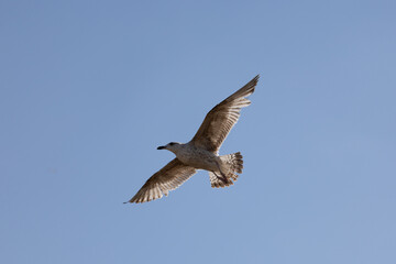 A seagull soaring gracefully against a clear blue sky, showcasing freedom and flight.