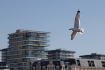 A seagull in flight against a backdrop of modern urban architecture under a clear blue sky.