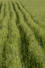 Triticale, Dammkultur