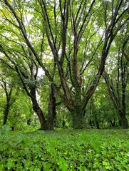 green trees in the forest