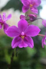 Fototapeta premium Vibrant Purple Orchid Blossom Close-Up