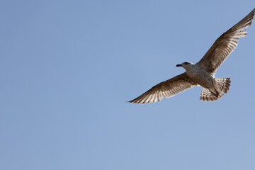 Seagull gliding gracefully against a clear blue sky, showcasing freedom and flight.