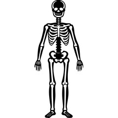 human skeleton
