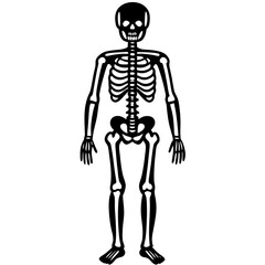 3d rendered illustration of a skeleton