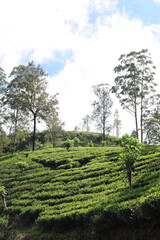 Tea plantation in Sri Lanka. Lush green tea leaves of tea plant (Camellia sinensis) on a tea plantation on a tea estate.