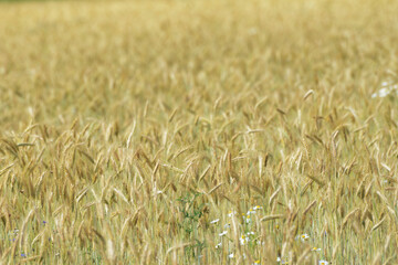 Triticale, Dammkultur