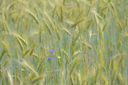 Triticale, Dammkultur
