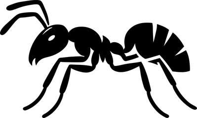 black ant isolated on white