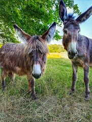 donkey in the meadow