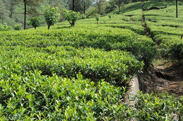 Tea plantation in Sri Lanka. Lush green tea leaves of tea plant (Camellia sinensis) on a tea...