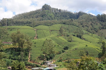 Tea plantation in Sri Lanka. Lush green tea leaves of tea plant (Camellia sinensis) on a tea...