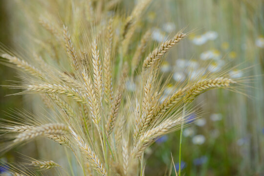 Triticale, Dammkultur