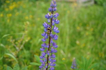 Close-up shot of a bumblebee visiting blue-pod lupine (Lupinus polyphyllus) in a meadow in summer