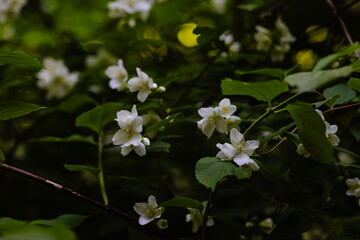 Close-up of delicate white jasmine flowers among lush green leaves in natural setting.