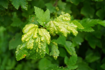 Currant leaf infected with gall mite, showing red blistering, in natural daylight with a blurred green background. currant disease