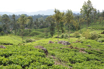 Tea plantation in Sri Lanka. Lush green tea leaves of tea plant (Camellia sinensis) on a tea...