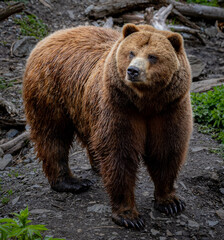 Brown bears resting