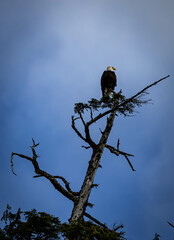 Eagle in tree