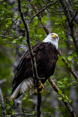 american bald eagle on a branch