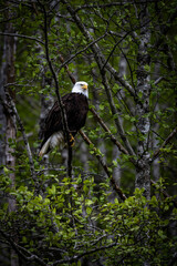 american bald eagle