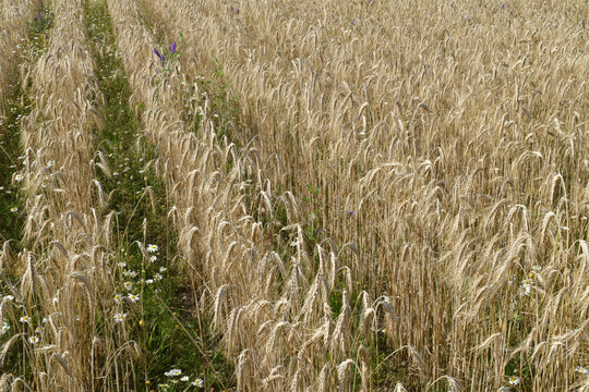Triticale, Dammkultur