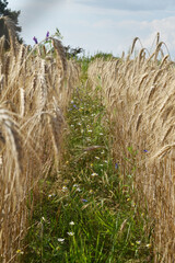 Triticale, Dammkultur