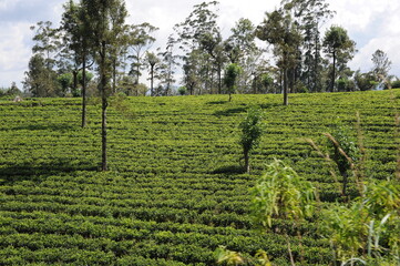 Tea plantation in Sri Lanka. Lush green tea leaves of tea plant (Camellia sinensis) on a tea...