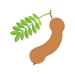 Brown Tamarind Pod with Green Leaves Exotic Fruit Vector